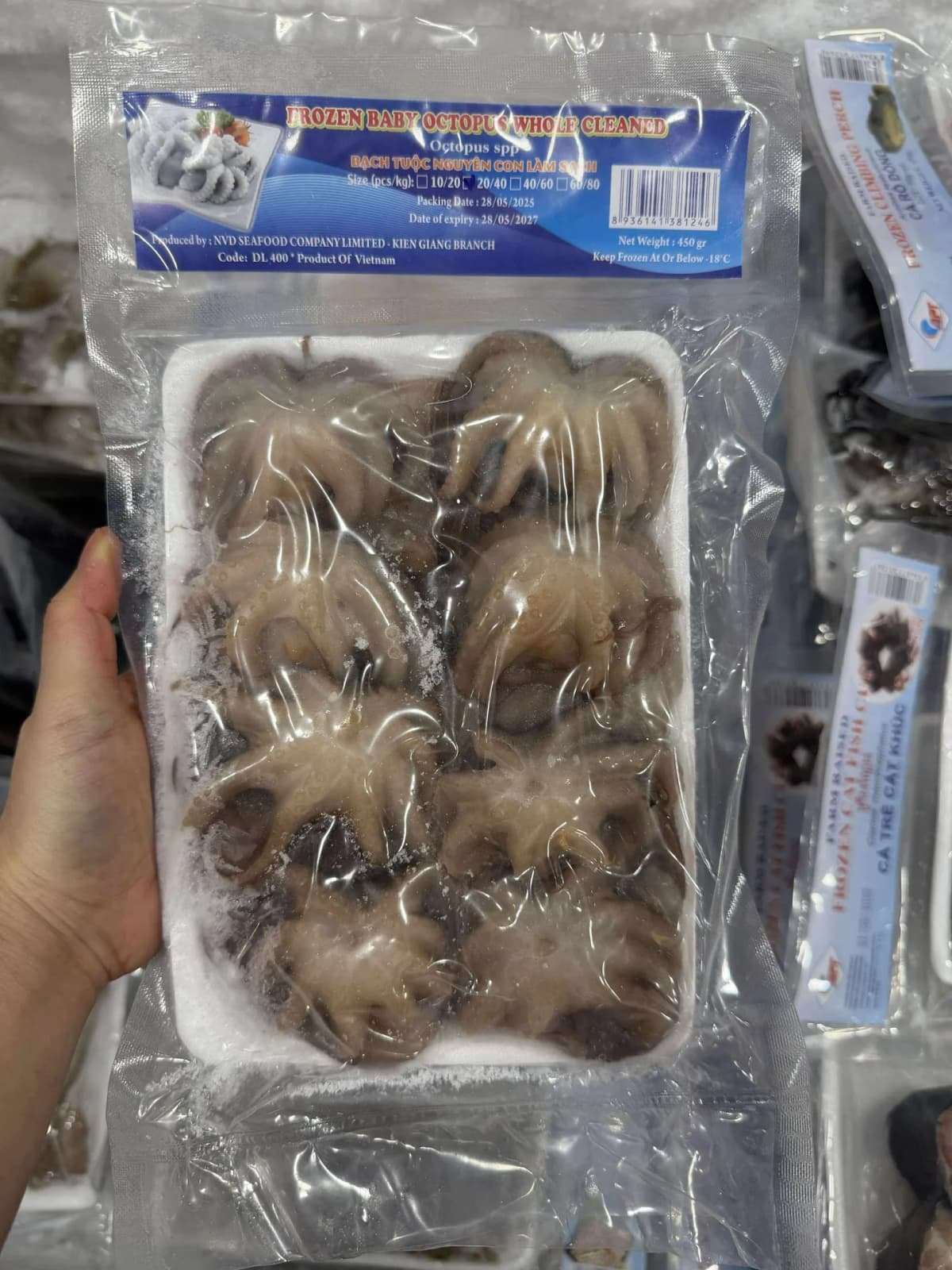 Bạch tuộc nguyên con